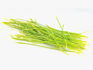 Barleygrass