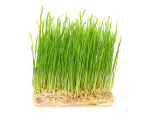 wheatgrass